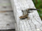 DSC01688.JPG