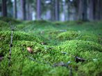 DSC01735.JPG