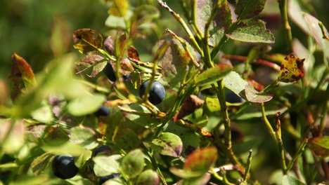 Heidelbeeren